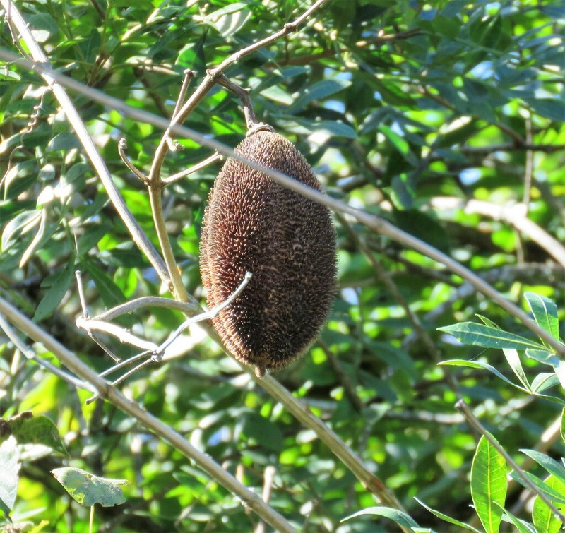 Monkey's-Comb photo 8