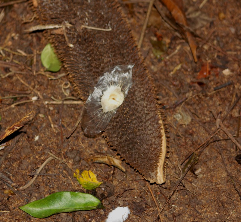 Monkey's-Comb photo 9