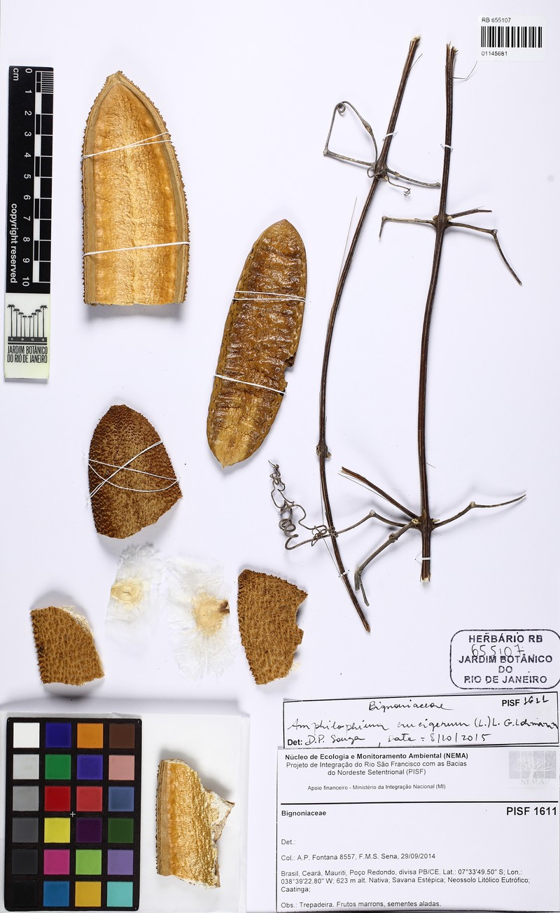 Amphilophium cuneifolium
