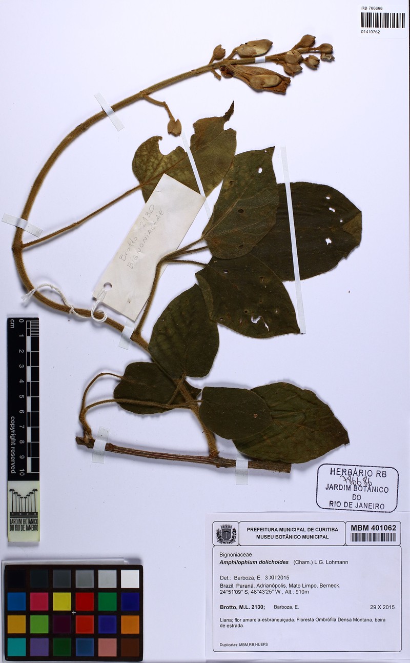 Amphilophium dolichoides