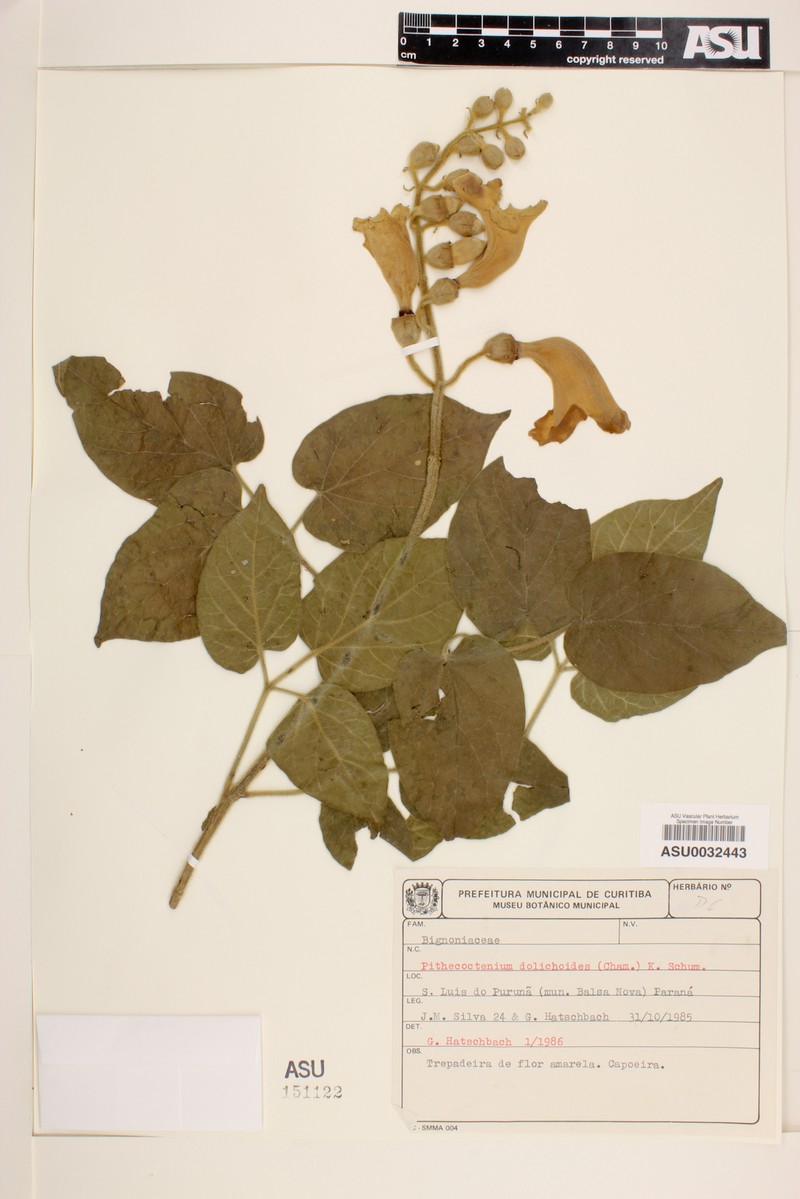 Amphilophium dolichoides photo 2