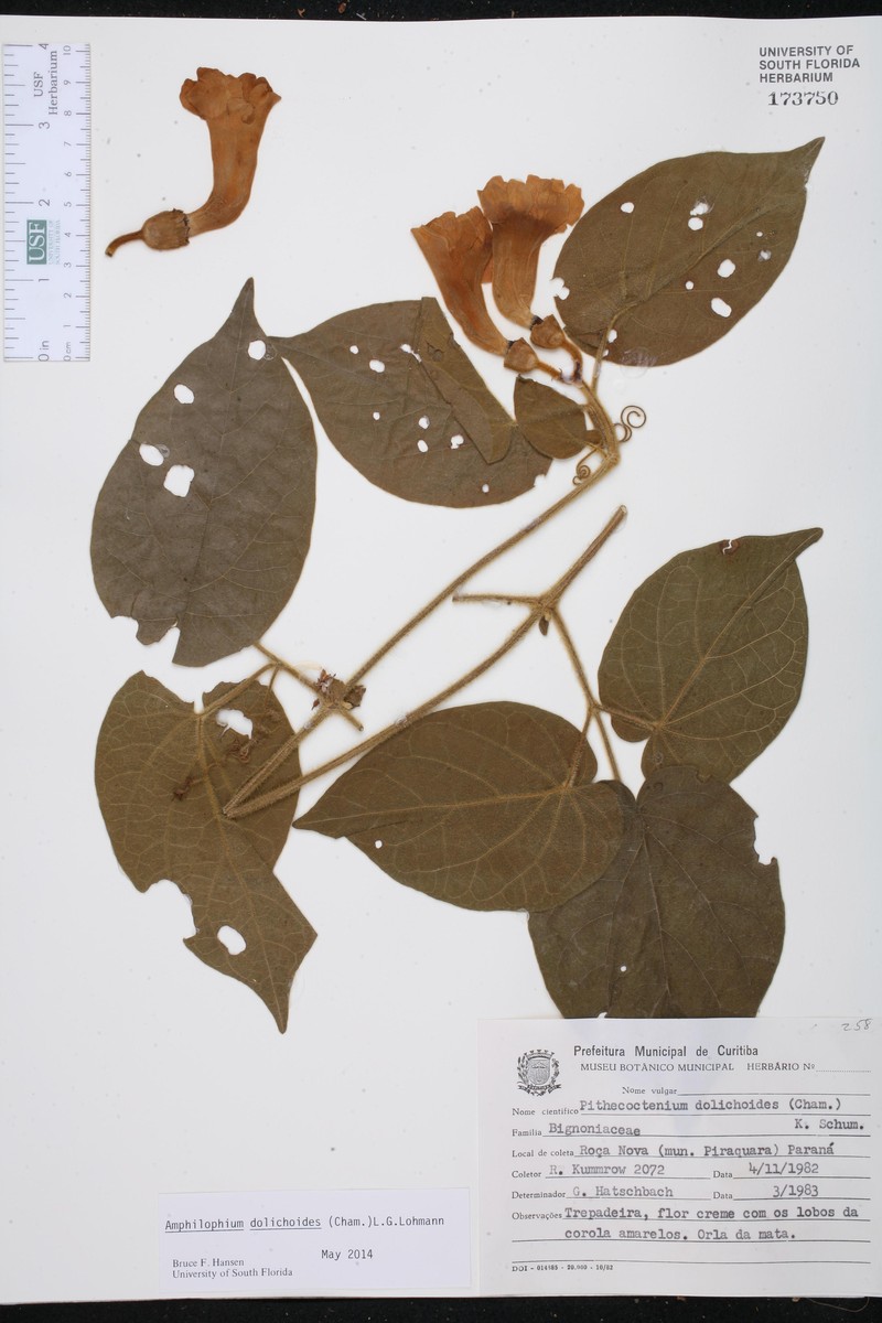 Amphilophium dolichoides photo 3