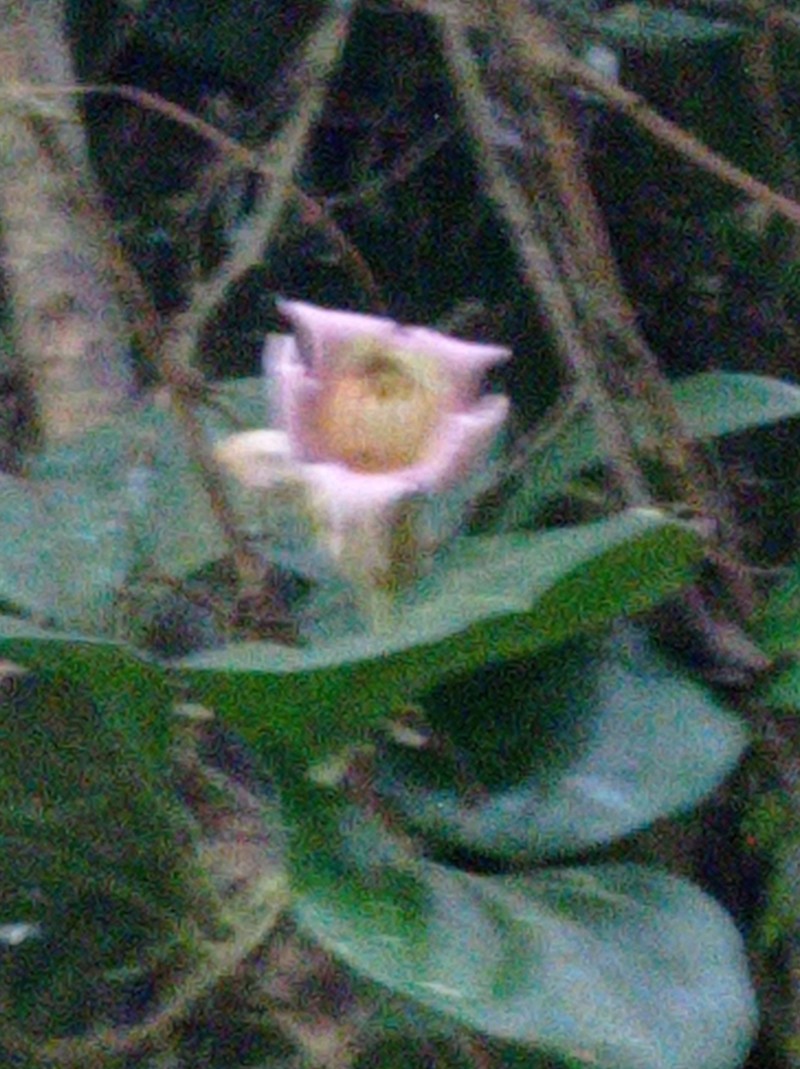 Amphilophium dusenianum