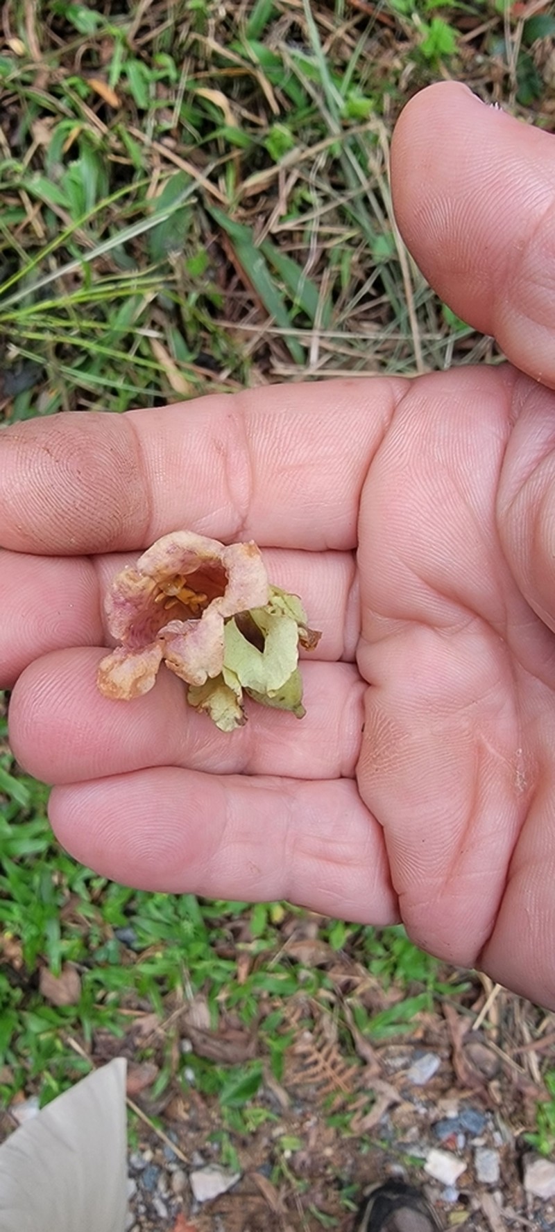 Amphilophium dusenianum photo 4