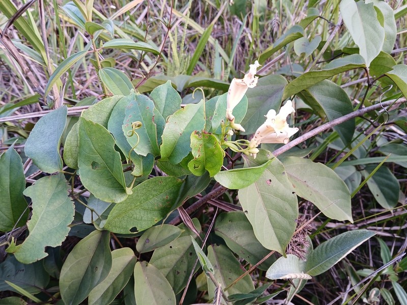 Amphilophium elongatum