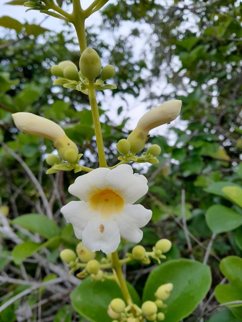 Amphilophium elongatum photo 2