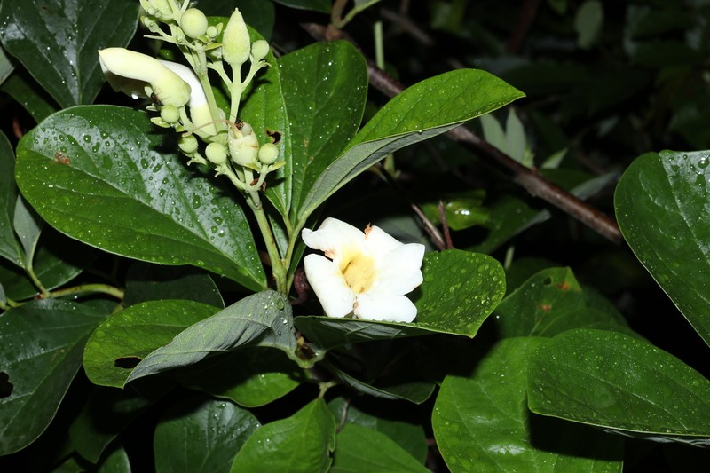 Amphilophium elongatum photo 3