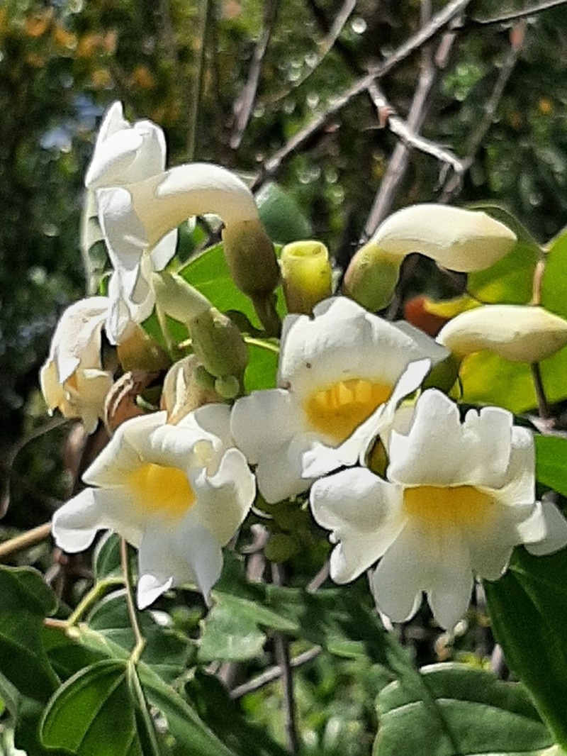 Amphilophium elongatum photo 4