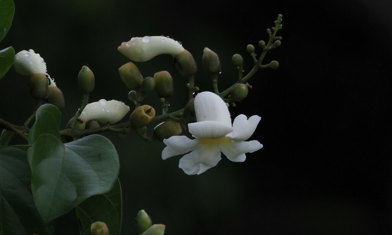 Amphilophium elongatum photo 5