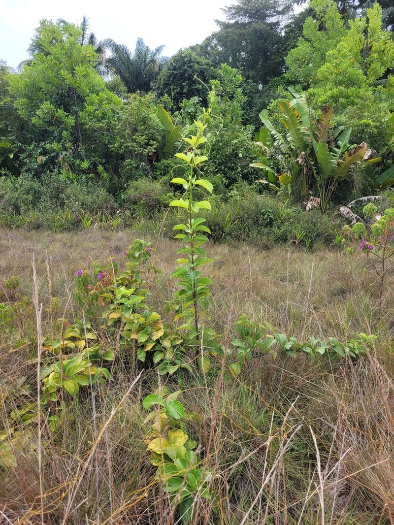Amphilophium elongatum photo 6