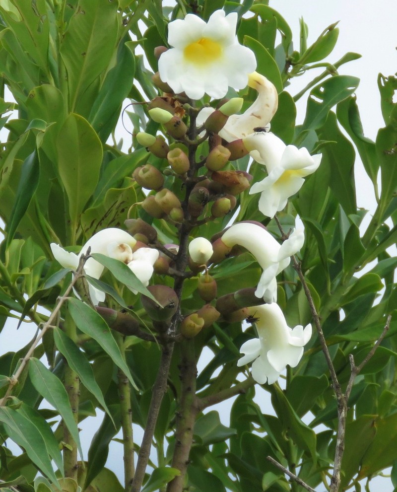 Amphilophium elongatum photo 7