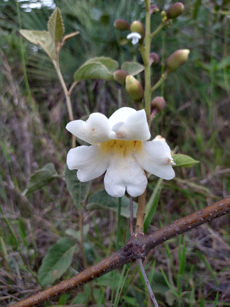 Amphilophium elongatum photo 8