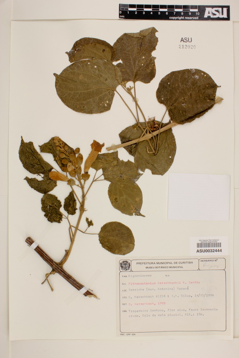 Amphilophium falcatum