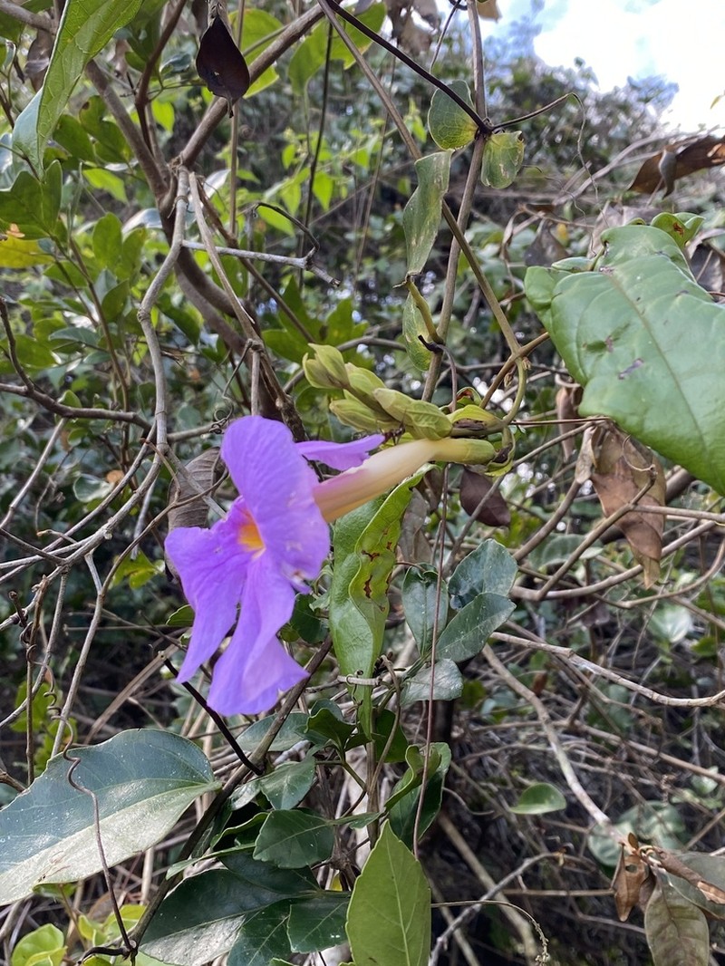 Amphilophium frutescens photo 2