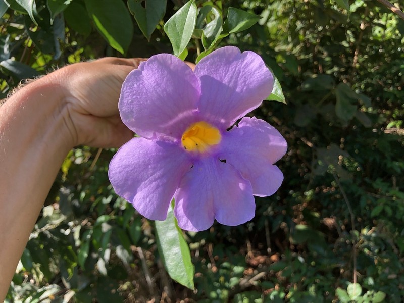 Amphilophium frutescens photo 3