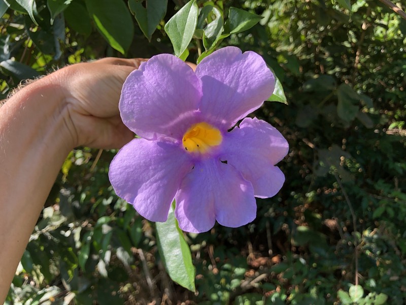 Amphilophium frutescens photo 5