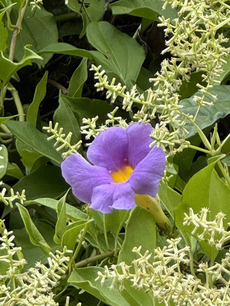 Amphilophium frutescens photo 6