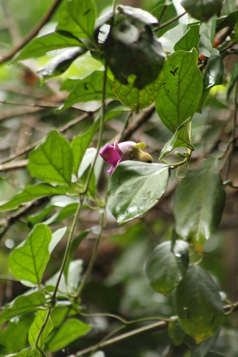 Amphilophium glaziovii
