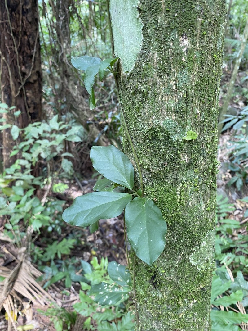 Amphilophium glaziovii photo 2