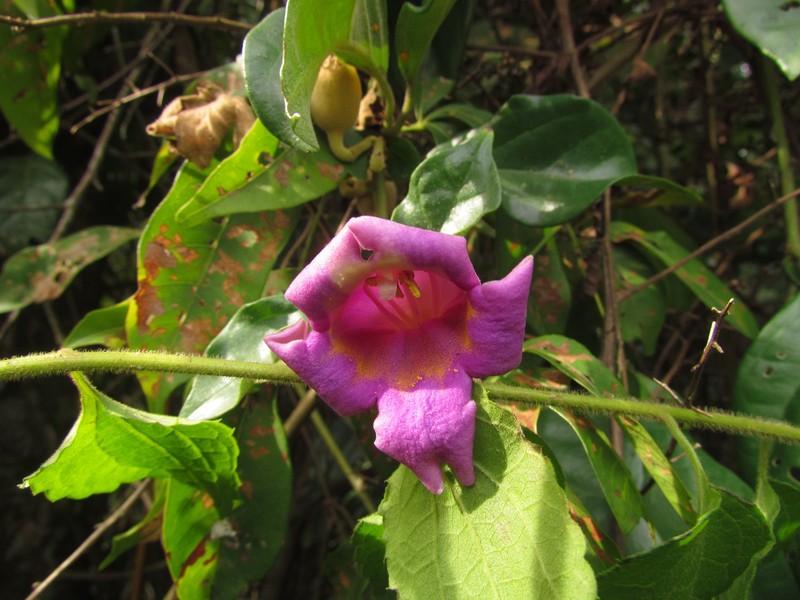 Amphilophium glaziovii photo 3