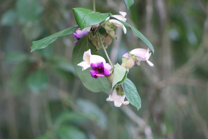 Amphilophium glaziovii photo 4