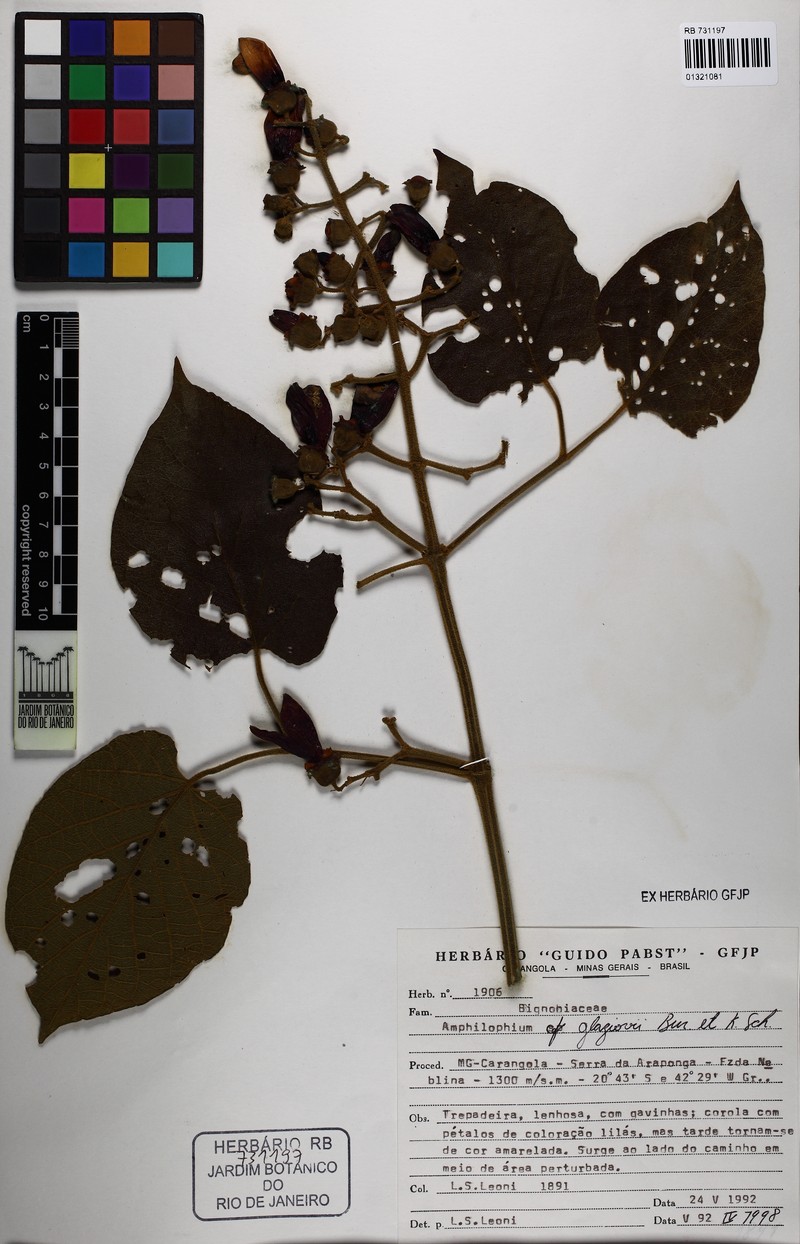 Amphilophium glaziovii photo 5