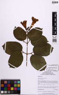Amphilophium granulosum