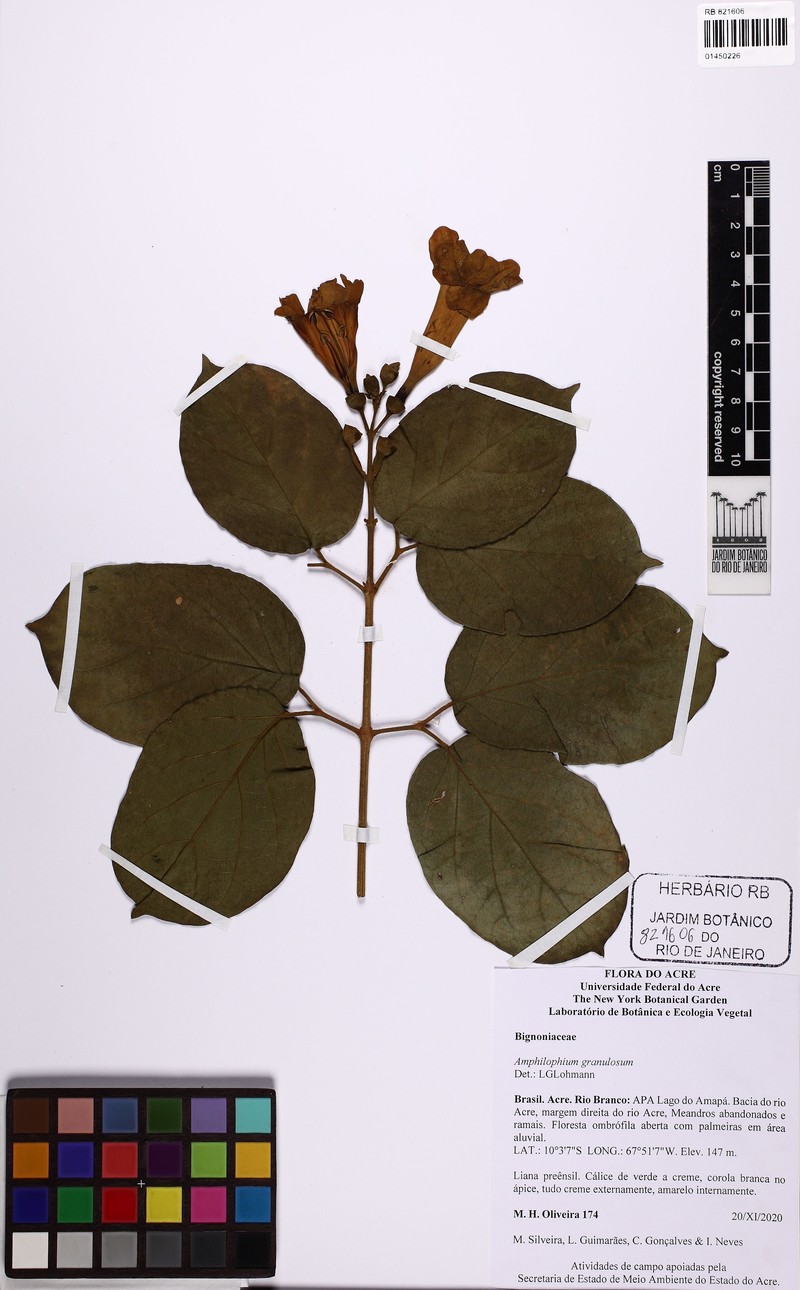 Amphilophium granulosum