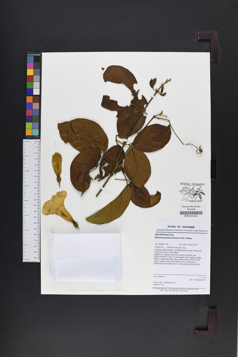 Amphilophium granulosum photo 3