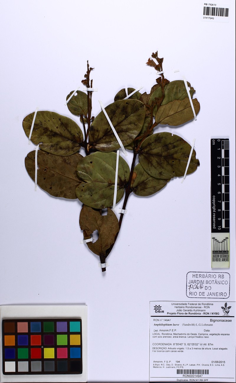 Amphilophium laeve