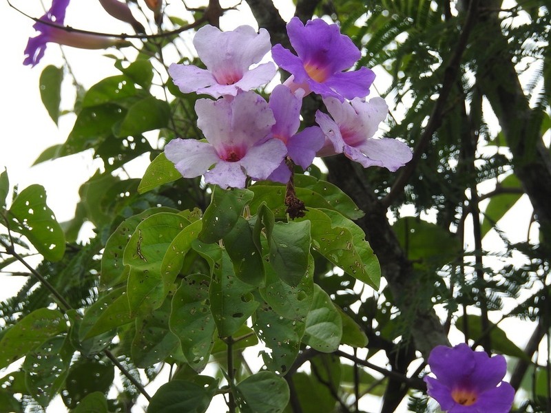 Amphilophium laxiflorum photo 2