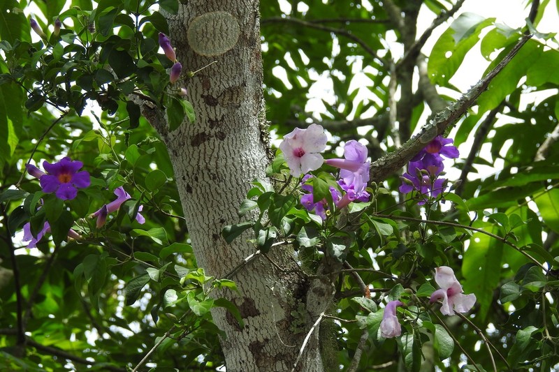 Amphilophium laxiflorum photo 3