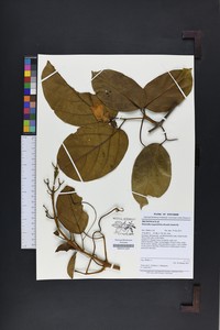 Amphilophium magnoliifolium