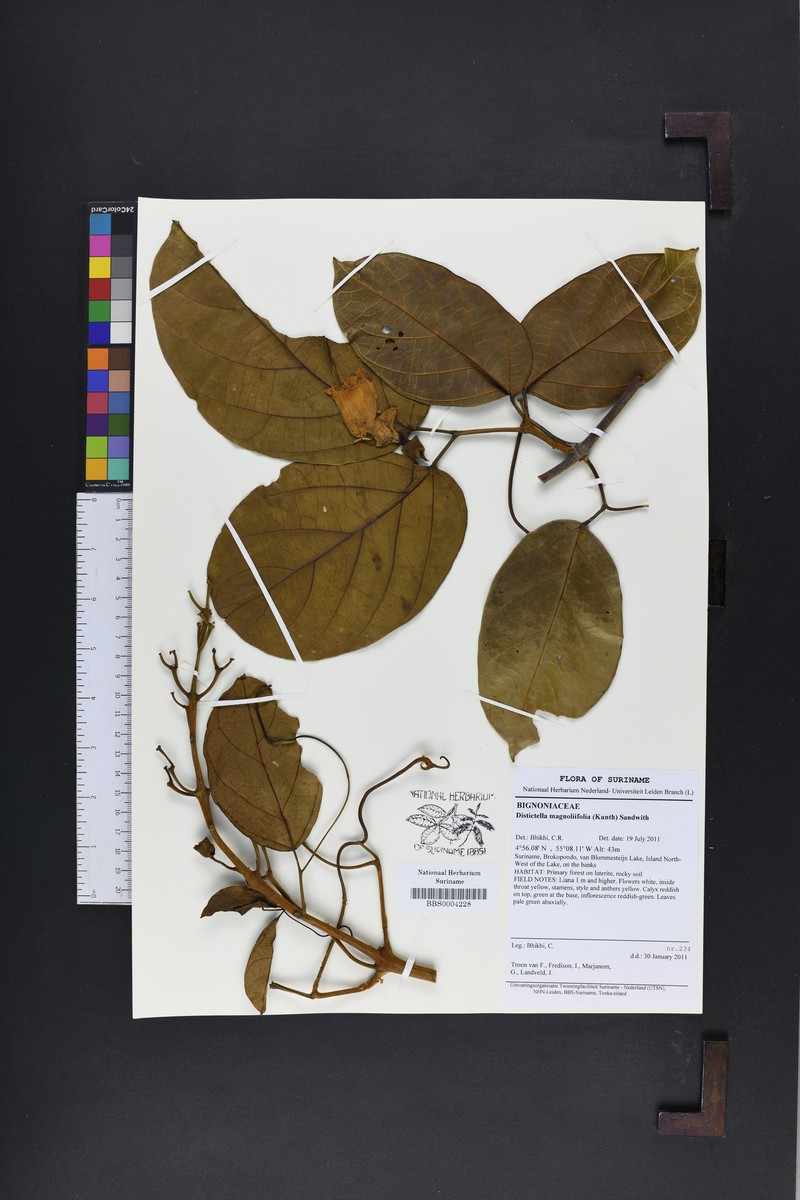 Amphilophium magnoliifolium