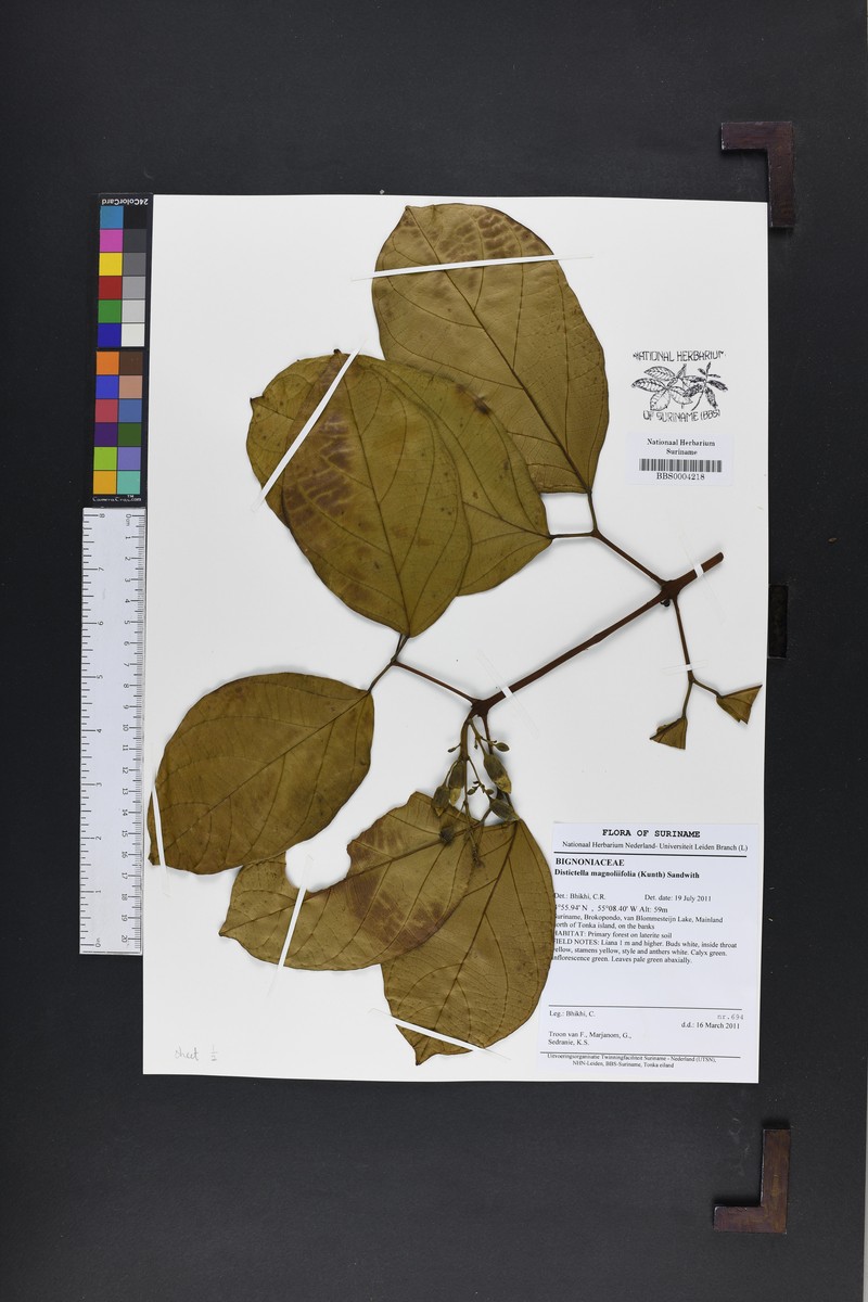 Amphilophium magnoliifolium photo 2