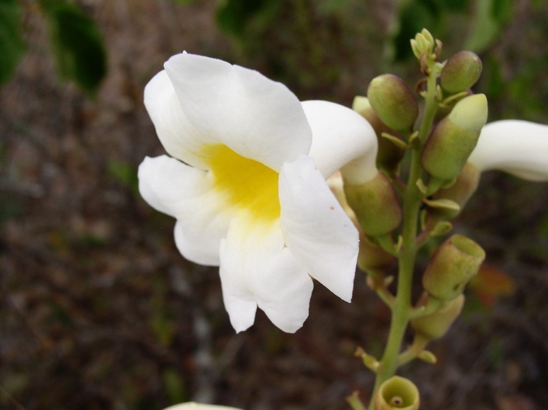 Amphilophium mansoanum