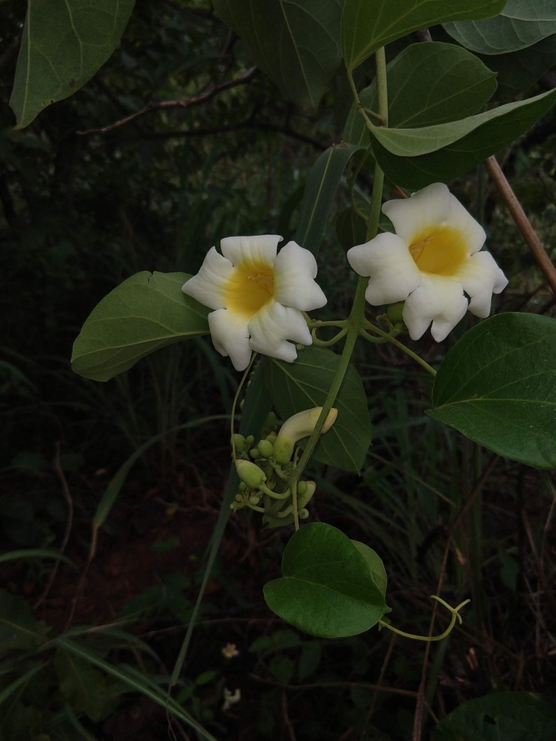 Amphilophium mansoanum photo 2