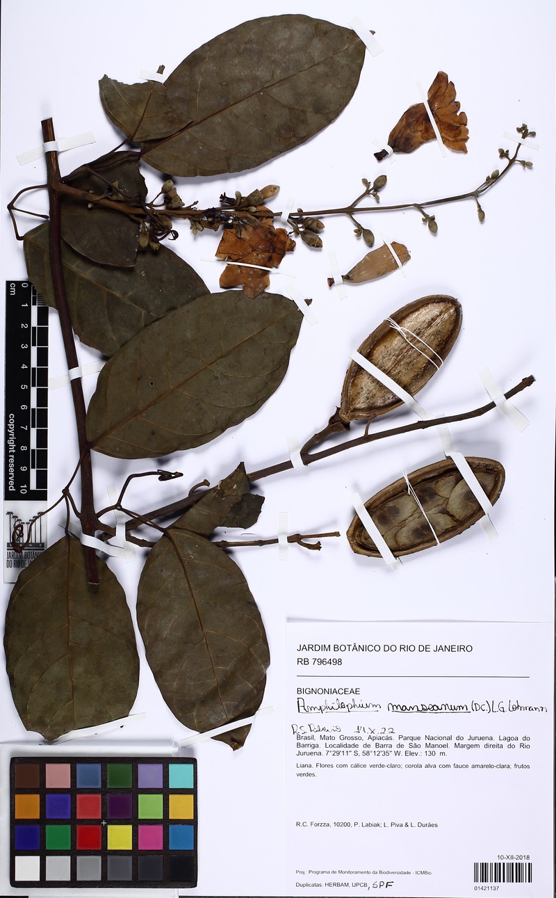 Amphilophium mansoanum photo 3