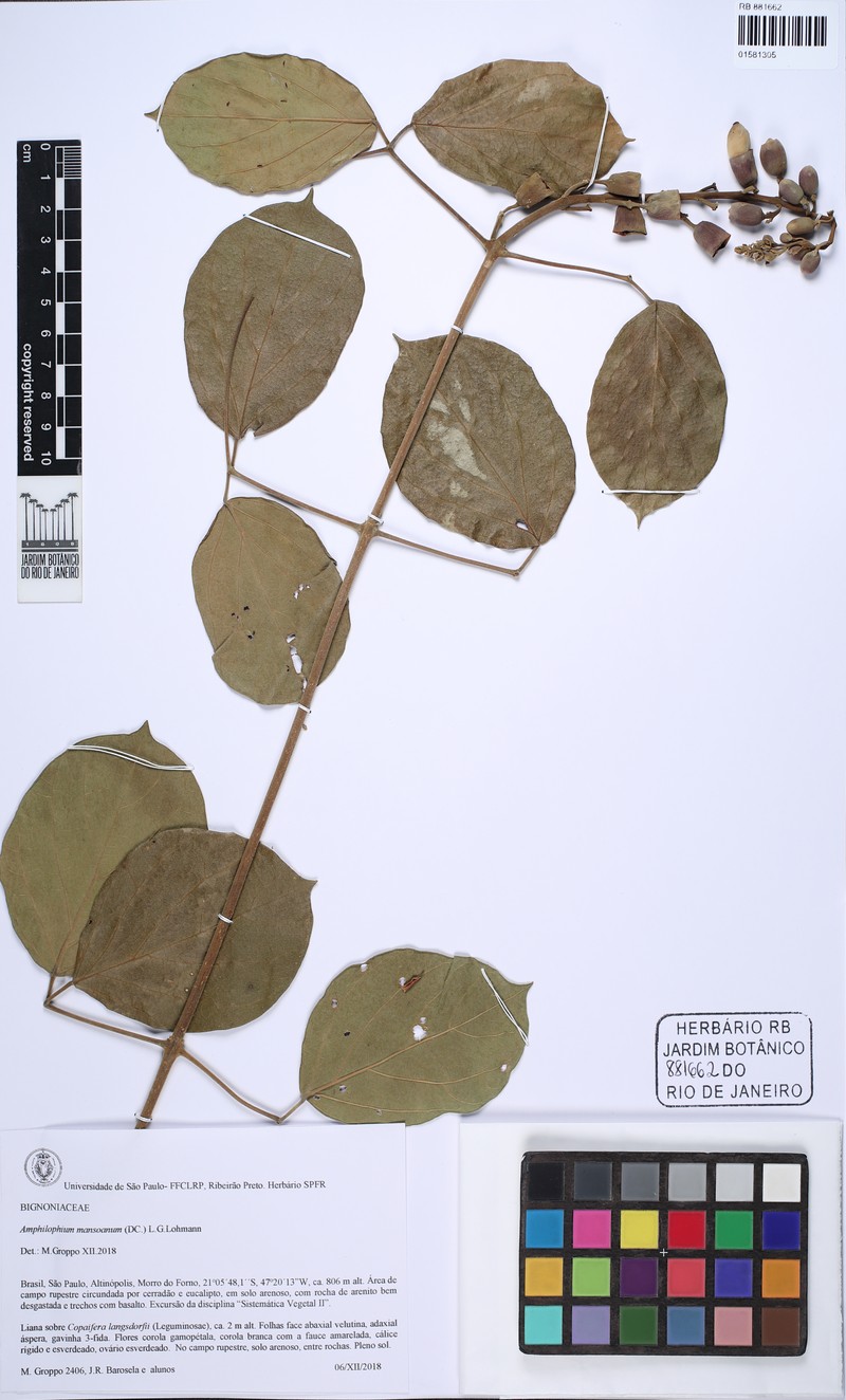 Amphilophium mansoanum photo 4