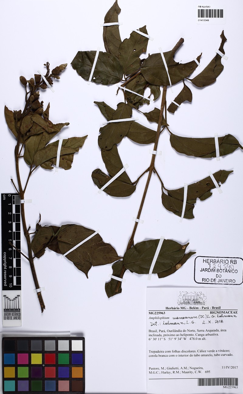 Amphilophium mansoanum photo 5