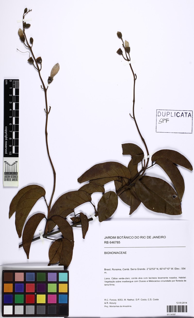 Amphilophium mansoanum photo 6