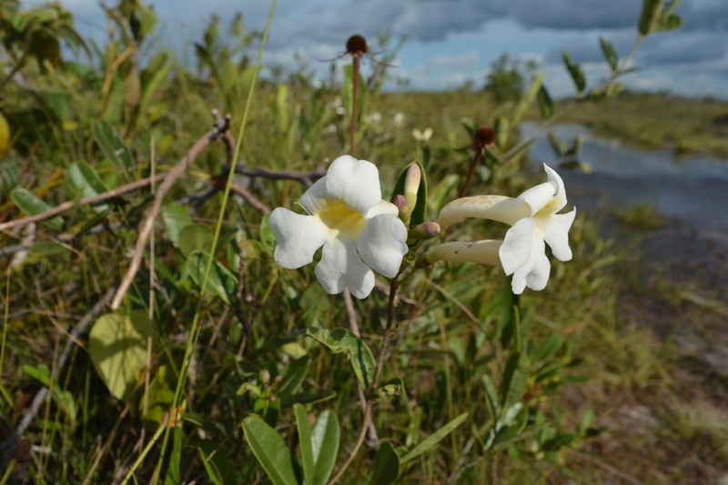 Amphilophium monophyllum