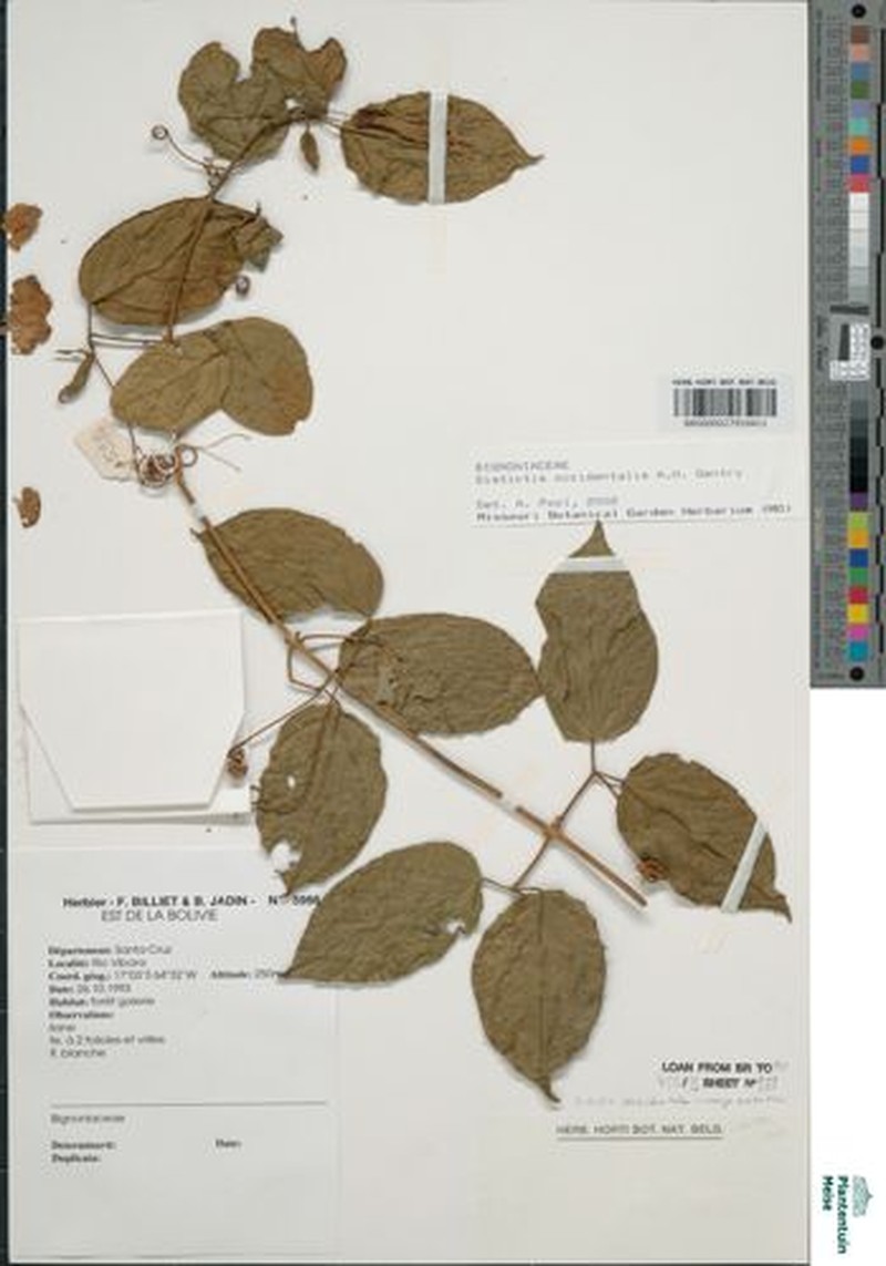 Amphilophium occidentale