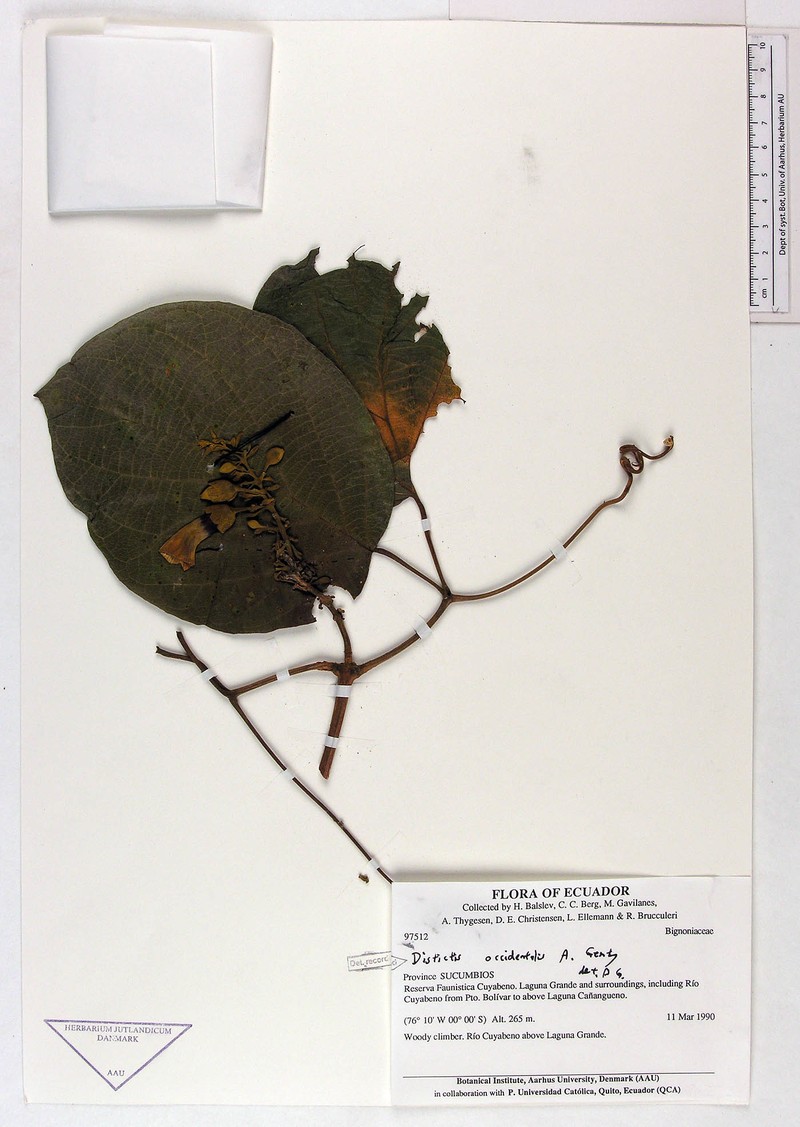 Amphilophium occidentale photo 2