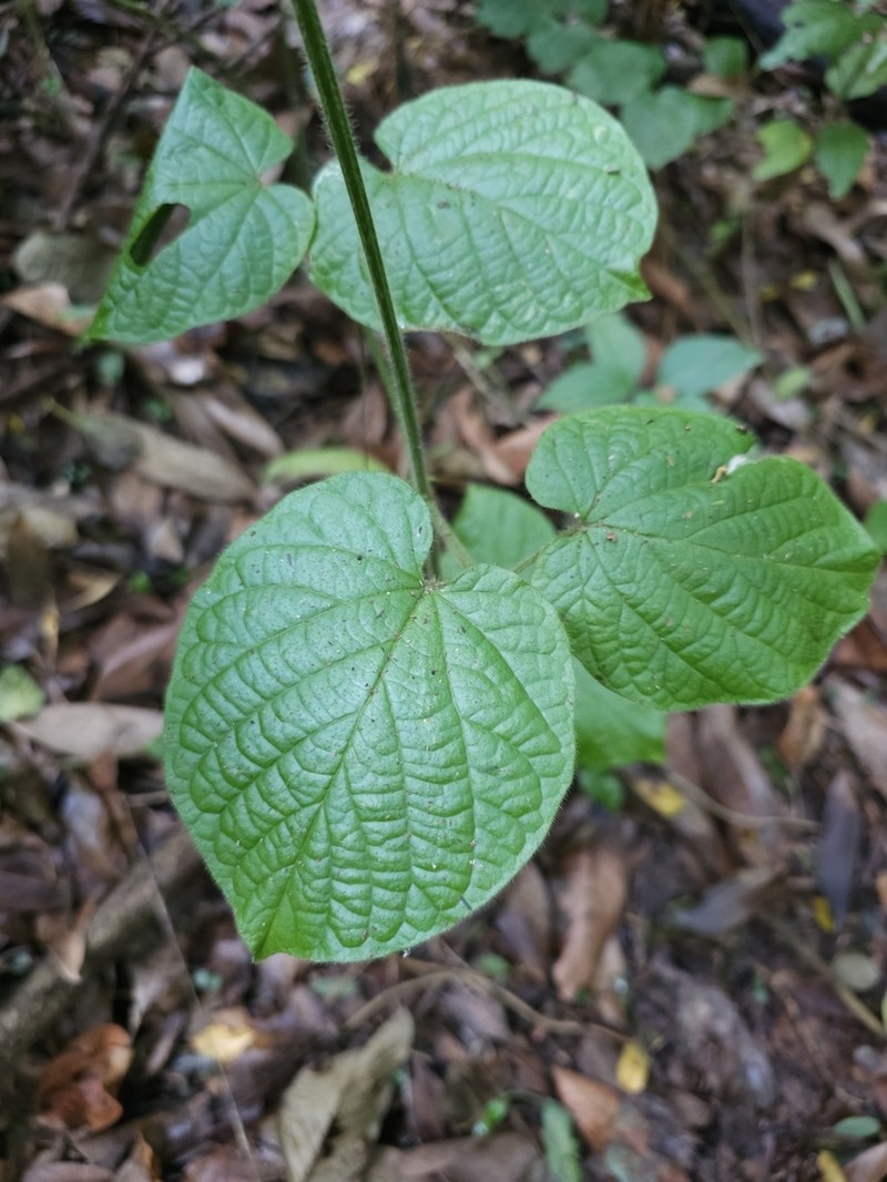 Amphilophium pannosum