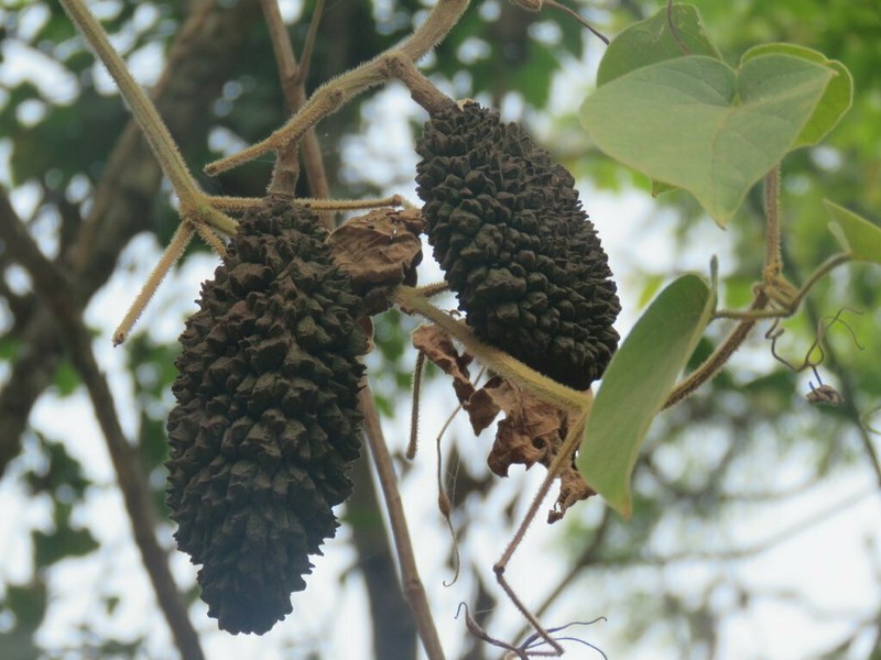 Amphilophium pannosum photo 2