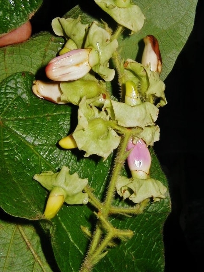 Amphilophium pannosum photo 3