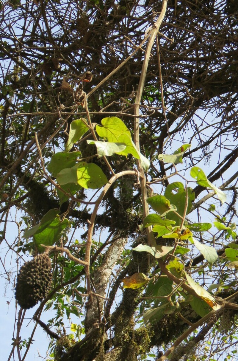Amphilophium pannosum photo 4