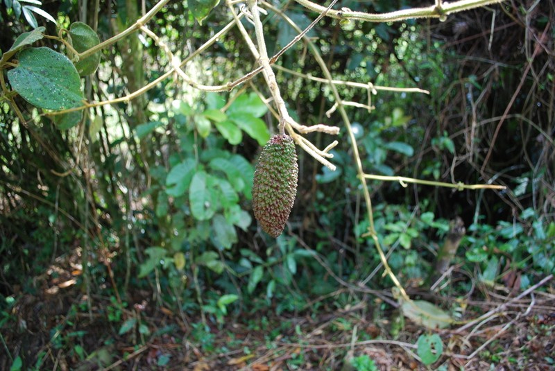 Amphilophium pannosum photo 6