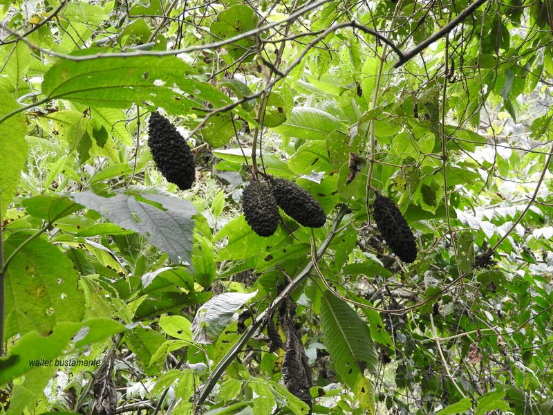 Amphilophium pannosum photo 8